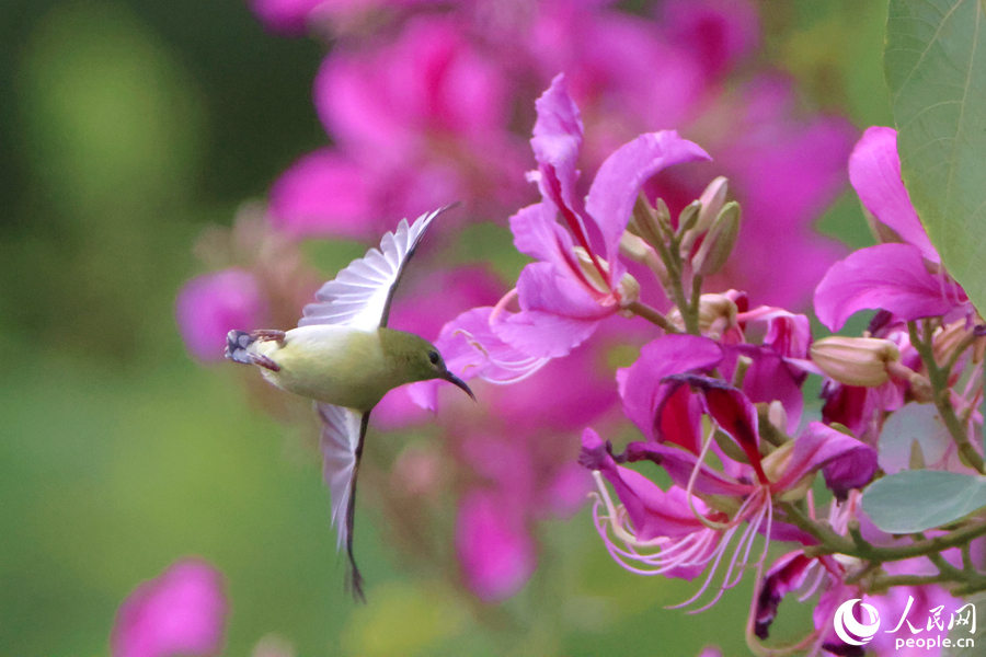 雌性叉尾太陽(yáng)鳥在洋紫荊花枝頭展翅。人民網(wǎng)記者 陳博攝