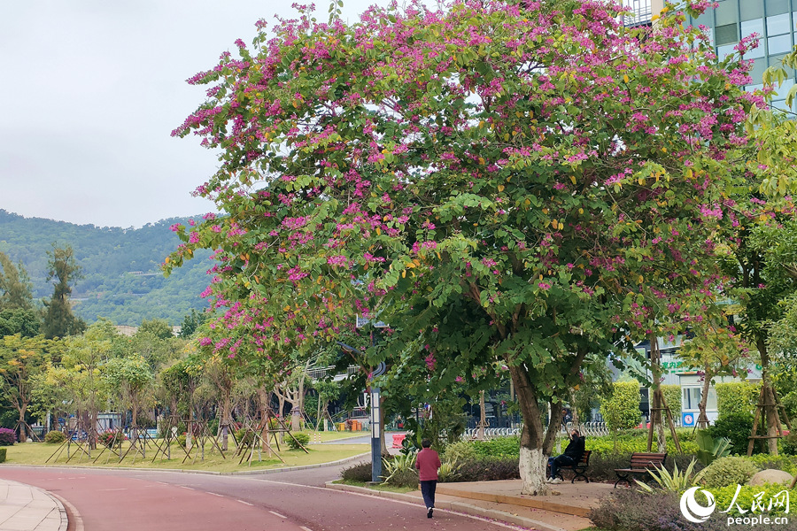 廈門市體育中心內(nèi)的洋紫荊樹。人民網(wǎng)記者 陳博攝