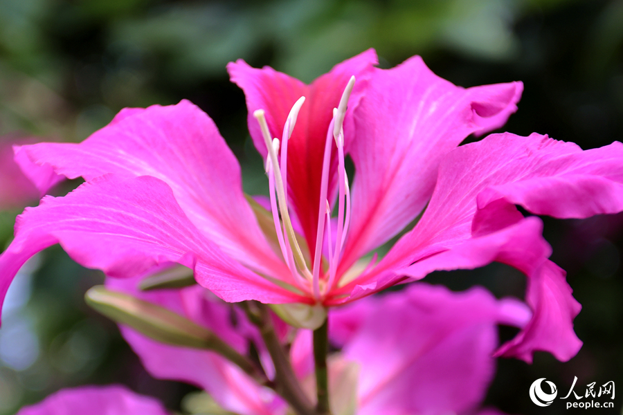 洋紫荊的花期為11月至明年3月。人民網(wǎng)記者 陳博攝