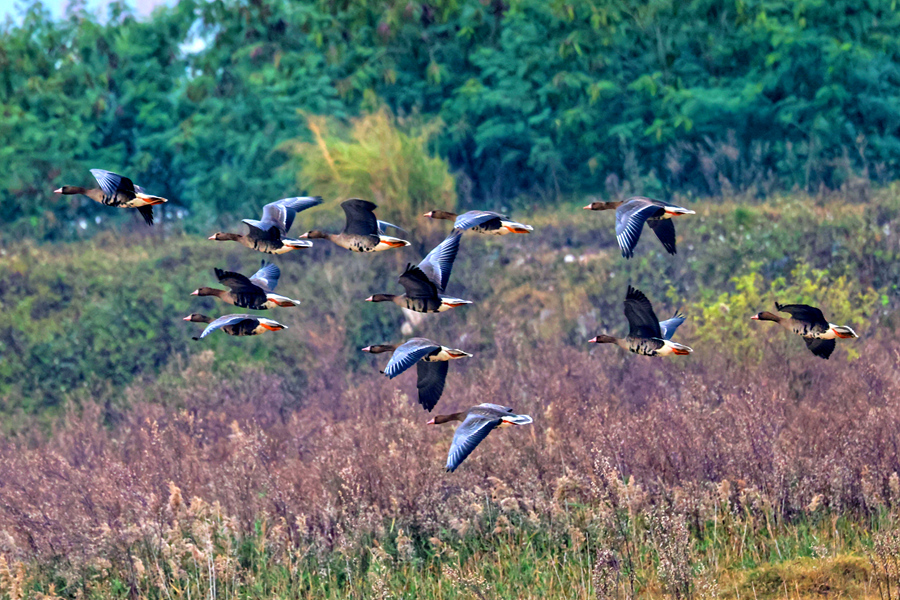 廈門馬鑾灣濕地迎來國(guó)家二級(jí)保護(hù)動(dòng)物白額雁。陶卉攝