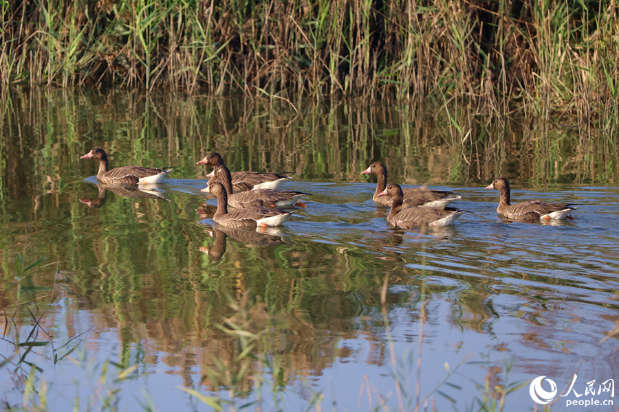 白額雁在廈門馬鑾灣濕地水渠中巡游。人民網(wǎng)記者 陳博攝