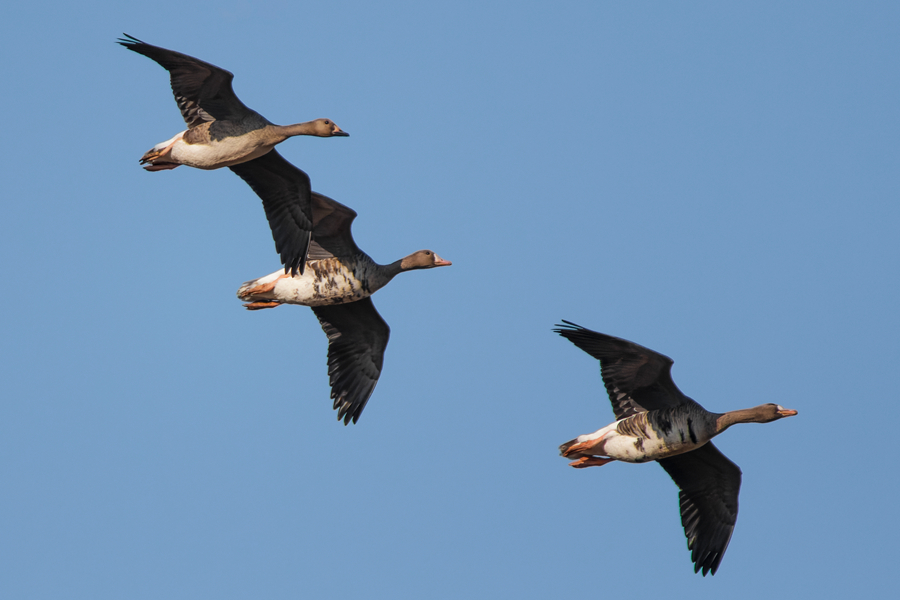 展翅翱翔的白額雁。周龍杰攝