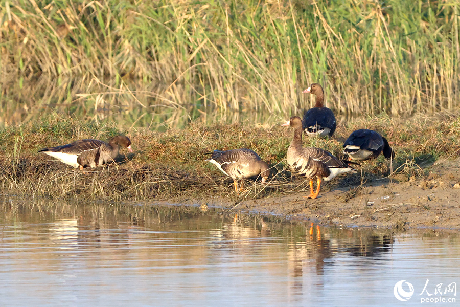 組隊(duì)覓食時(shí)，負(fù)責(zé)放哨的白額雁時(shí)刻保持警惕。人民網(wǎng)記者 陳博攝