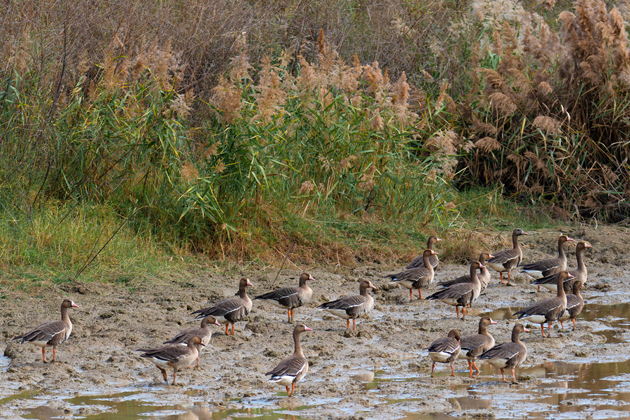 成群白額雁在灘涂上漫步。周龍杰攝