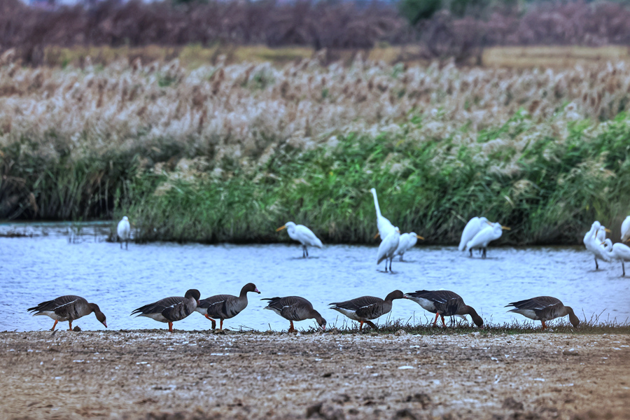 廈門馬鑾灣濕地成為白額雁越冬棲息的樂園。陶卉攝