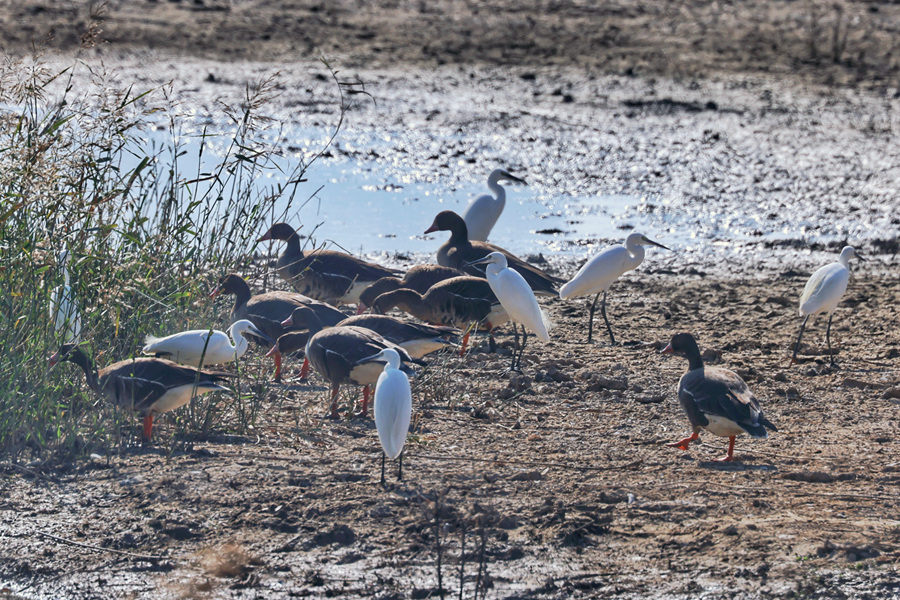 白額雁和白鷺在灘涂草洲間覓食。陶卉攝