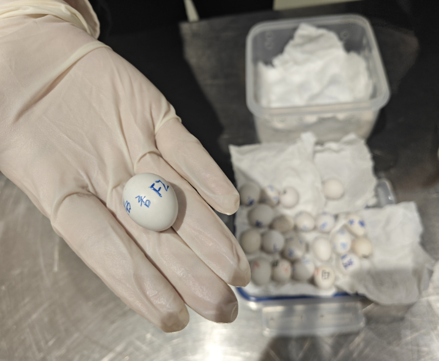 經(jīng)查，此次截獲的21枚禽蛋為黑帽錐尾鸚鵡蛋，屬于瀕危物種。陳瀚攝