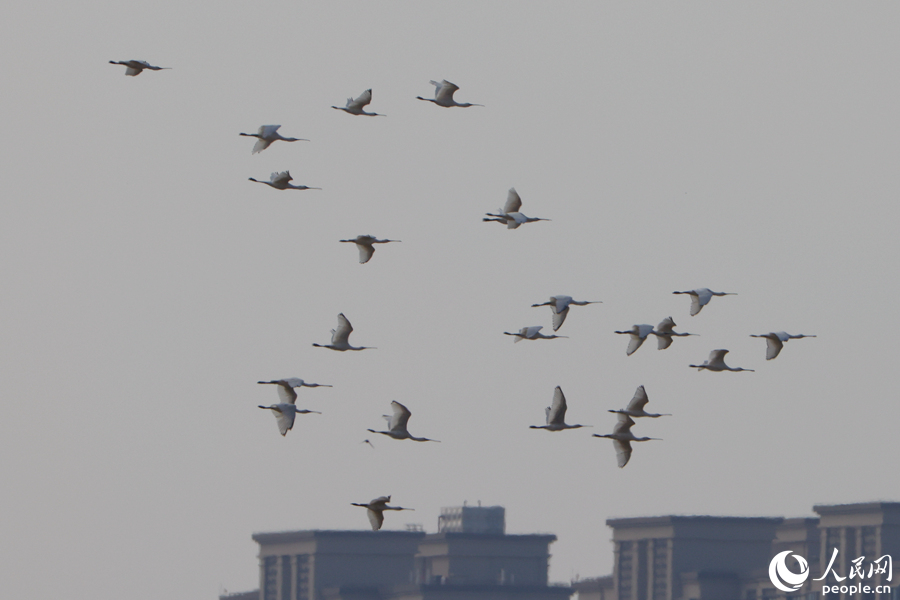琵鷺群在廈門馬鑾灣濕地上空盤旋。人民網(wǎng)記者 陳博攝