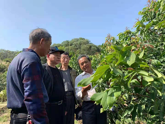 銀發(fā)人才俞祖興等人深入田間地頭傳授經(jīng)驗。福清市委老干部局供圖