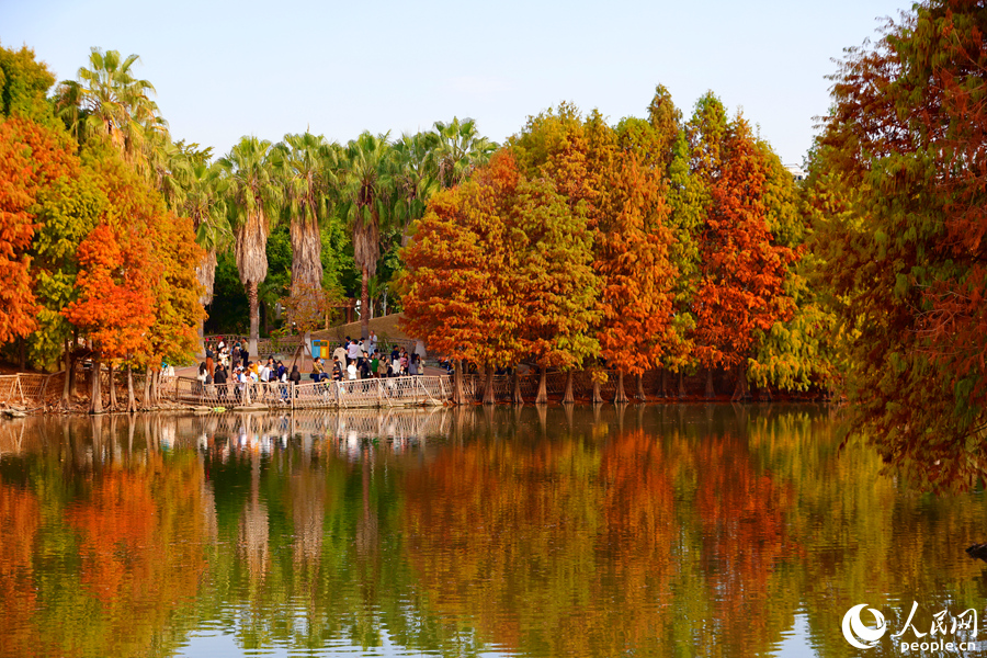 廈門園林博覽苑落羽杉“換裝”宛如油畫。人民網(wǎng)記者 陳博攝