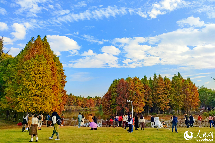 市民游客在落羽杉林旁的草坪上露營賞景。人民網(wǎng)記者 陳博攝