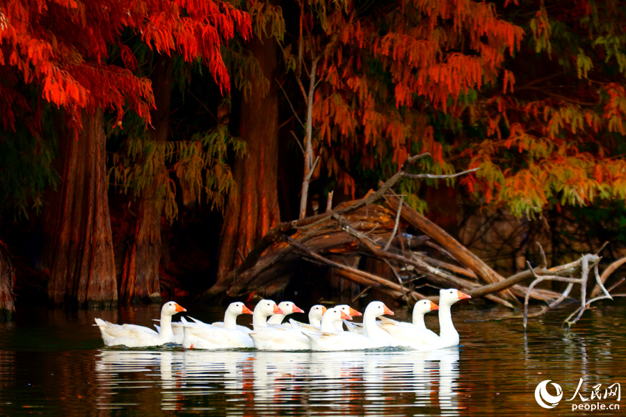 成群白鵝在落羽杉林旁的水塘中巡游。人民網(wǎng)記者 陳博攝