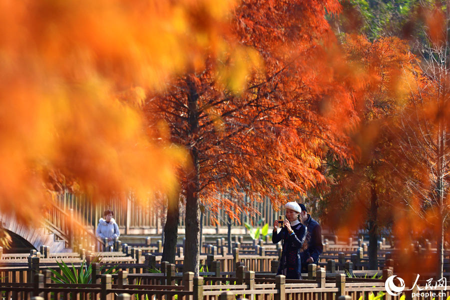 換上“新裝”的落羽杉燦若煙霞，美不勝收。人民網(wǎng)記者 陳博攝