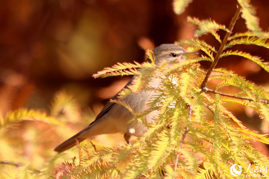 一只褐柳鶯在落羽杉枝頭鳴叫。人民網(wǎng)記者 陳博攝