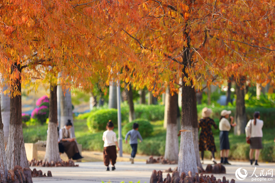 廈門園林博覽苑內(nèi)，孩童在落羽杉樹下追逐打鬧。人民網(wǎng)記者 陳博攝
