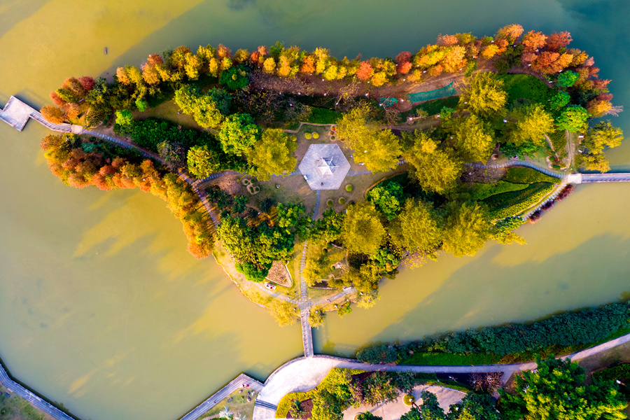 廈門集美風(fēng)景湖公園落羽杉五彩繽紛。胡康強攝