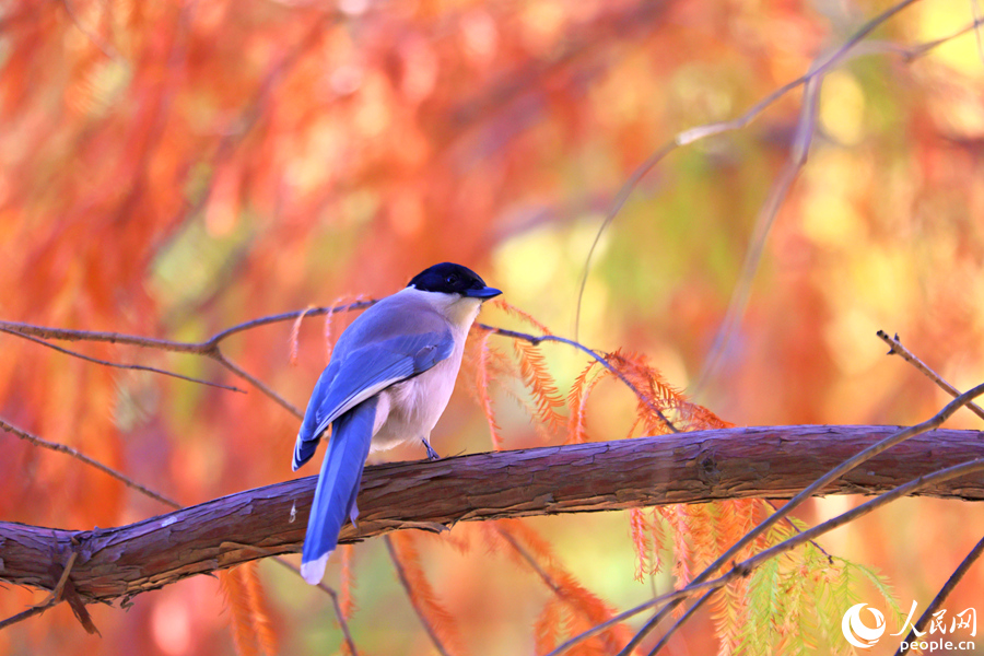 一只灰喜鵲在落羽杉枝頭停留。人民網(wǎng)記者 陳博攝
