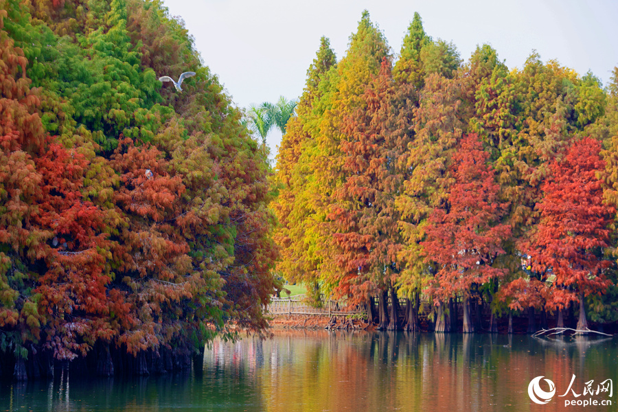 一只池鷺從落羽杉林間飛過。人民網(wǎng)記者 陳博攝