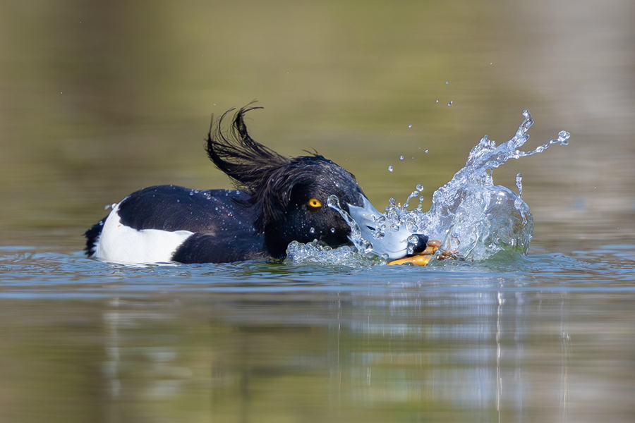 鳳頭潛鴨在湖面上覓食，頭頂獨(dú)特“辮子”清晰可見。廖昕攝