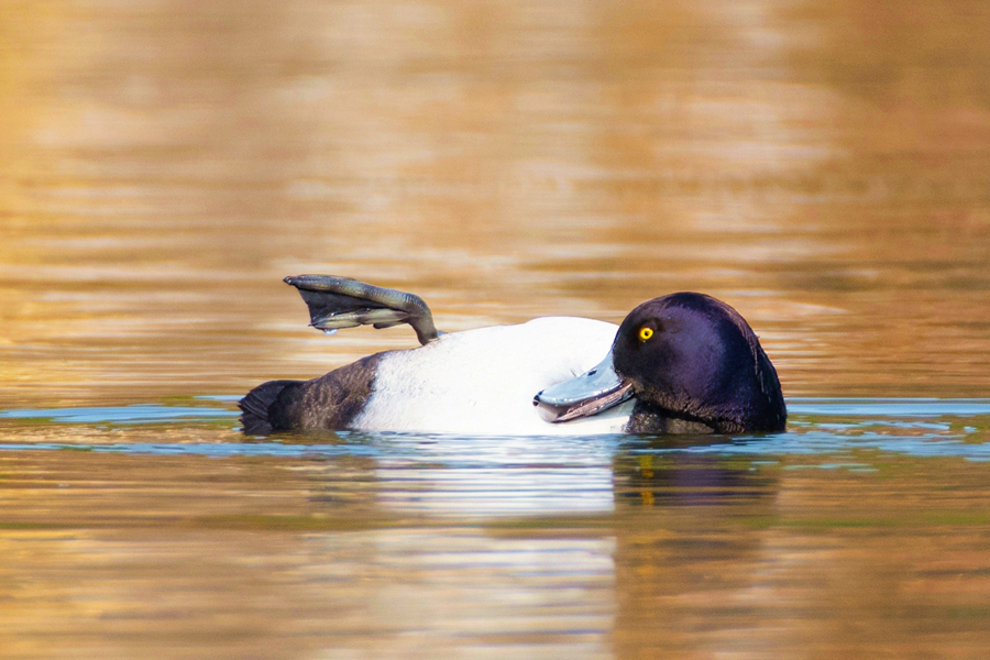 鳳頭潛鴨憨態(tài)可掬的外型十分討喜。周龍杰攝