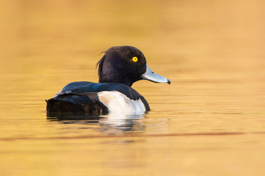 身披“熊貓”配色靚麗羽毛的鳳頭潛鴨。周龍杰攝