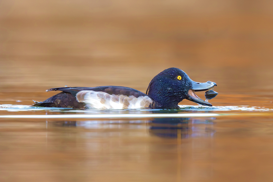 吃蛤的鳳頭潛鴨。廖昕攝