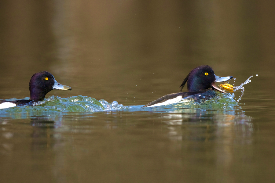 鳳頭潛鴨在湖中追逐，激起水花片片。廖昕攝