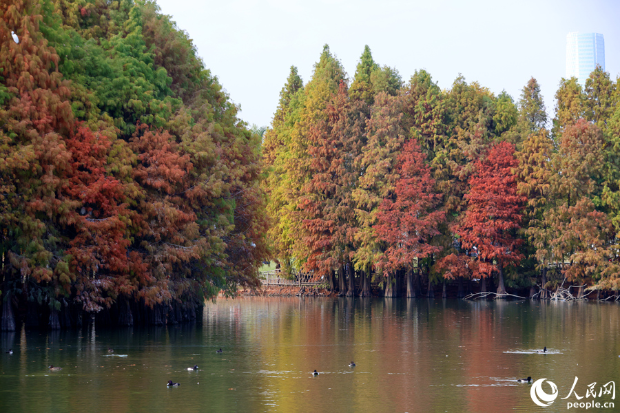 鳳頭潛鴨在落羽杉環(huán)繞的湖泊中棲居。人民網(wǎng)記者 陳博攝