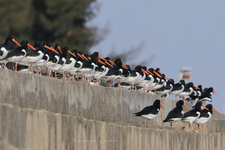 在堤壩上“排排坐”的蠣鷸鳥群。陳嘉偉攝