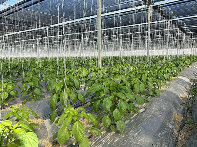 恒盛合作社尖椒種植基地。福清市港頭鎮(zhèn)供圖