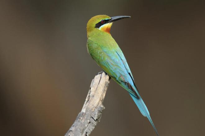 栗喉蜂虎。劉一鳴、段道清攝