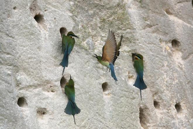 栗喉蜂虎。劉一鳴、段道清攝