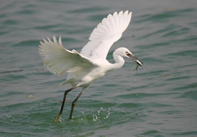    下潭尾紅樹林公園里，白鷺正在捕魚。人民網(wǎng)記者 陳博攝