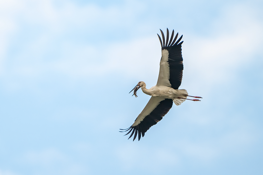 國家一級保護(hù)動(dòng)物東方白鸛在廈門馬鑾灣上空盤旋。張?zhí)壹t攝_副本
