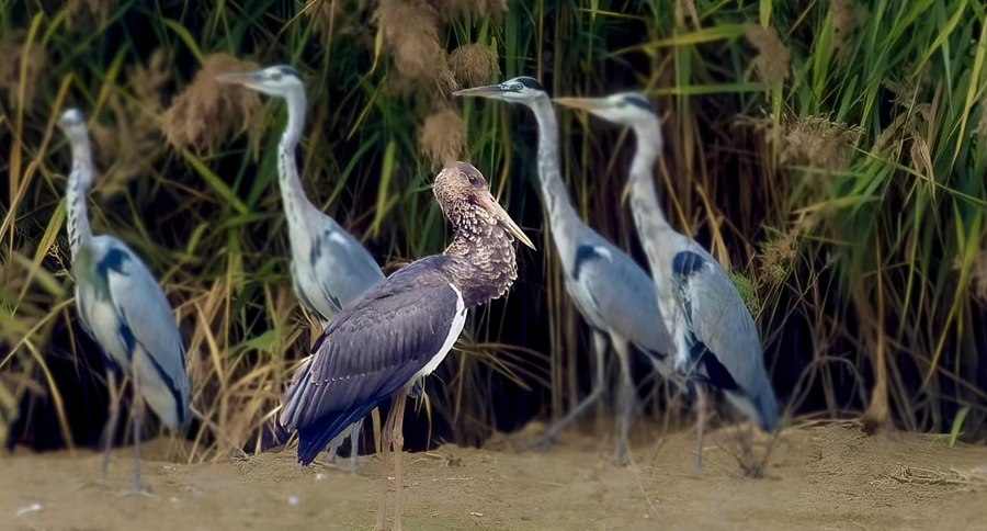 國家一級保護(hù)動(dòng)物黑鸛現(xiàn)身廈門馬鑾灣濕地。江玲攝