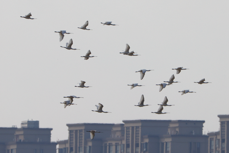成群國家二級保護(hù)動(dòng)物白琵鷺在廈門馬鑾灣上空展翅。人民網(wǎng)記者 陳博攝