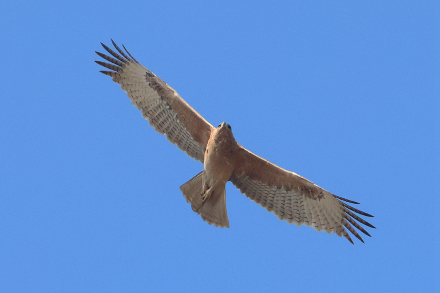 國家二級保護(hù)動(dòng)物白腹隼雕在廈門馬鑾灣上空現(xiàn)身。人民網(wǎng)記者 陳博攝