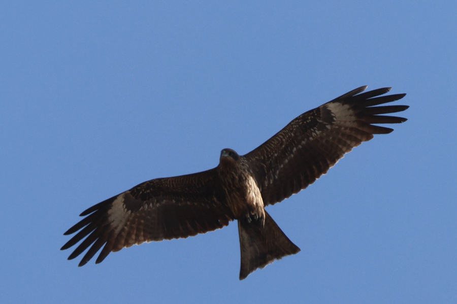國家二級保護(hù)動(dòng)物黑鳶在廈門馬鑾灣上空盤旋。人民網(wǎng)記者 陳博攝