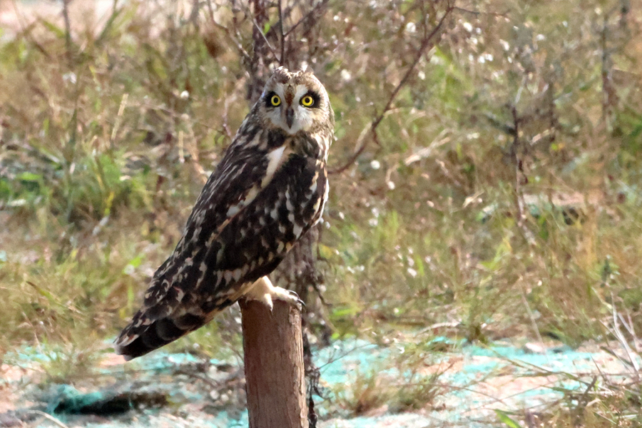 在廈門馬鑾灣濕地現(xiàn)身的國家二級保護(hù)動(dòng)物短耳鸮。人民網(wǎng)記者 陳博攝