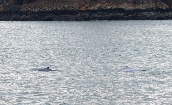 逐浪嬉戲的中華白海豚。人民網(wǎng)記者 陳博攝