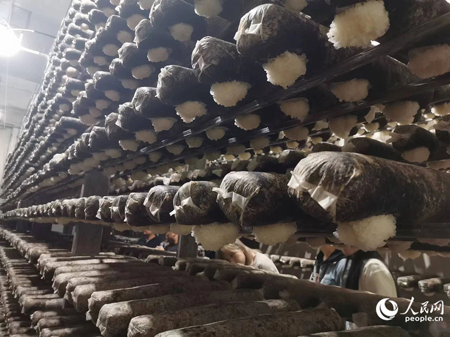 寧德市古田縣食用菌名聲在外。人民網(wǎng)記者 林曉麗攝