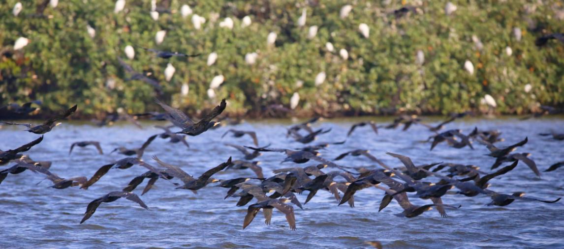 環(huán)境優(yōu)美的杏林灣引來大量鳥類棲息。人民網(wǎng)記者 陳博攝