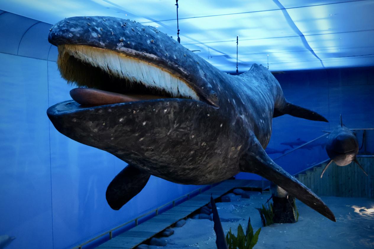 海洋三所的鯨豚展館內(nèi)，我國保存最為完整的灰鯨標本。林小藝攝