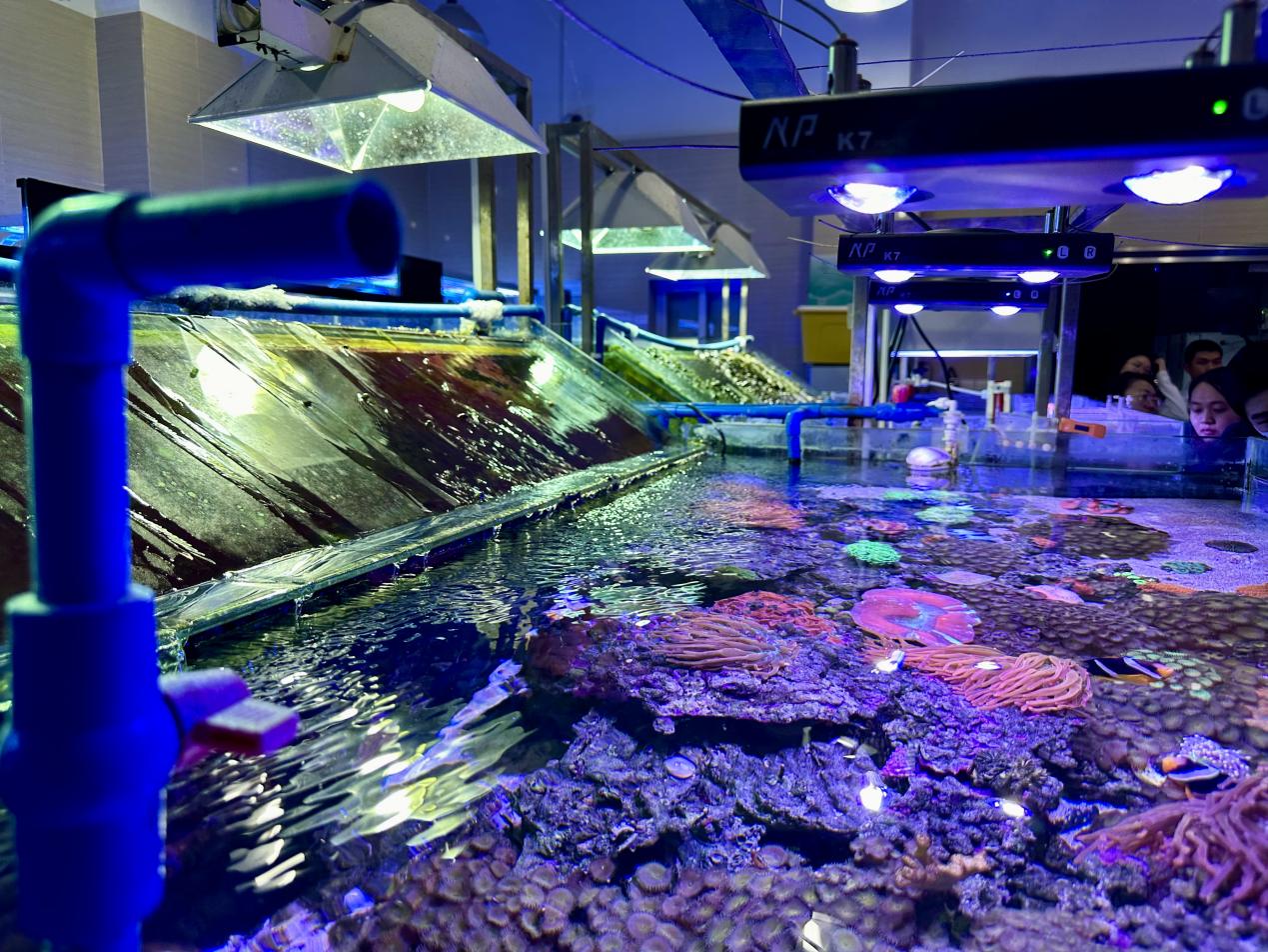 海洋三所的珊瑚保育館，這是我國造礁珊瑚的活體保藏庫。林小藝攝