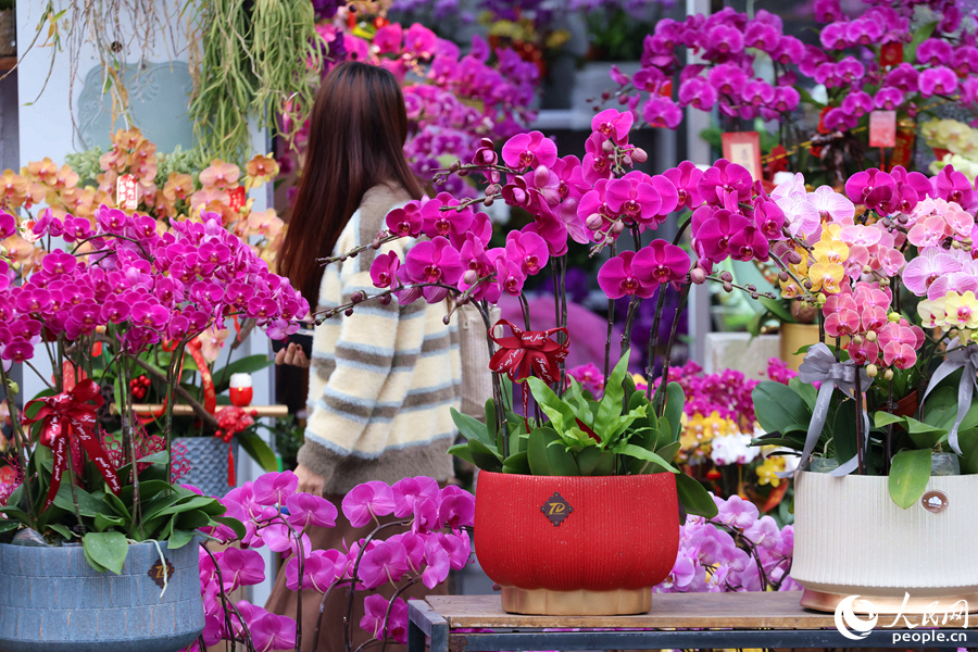 市民游客仿佛徜徉于花海之間。人民網(wǎng)記者 陳博攝