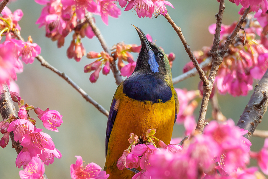 橙腹葉鵯在櫻花叢中覓食。周龍杰攝