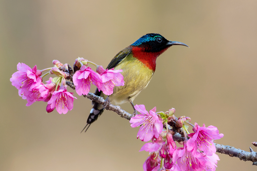 身披靚麗羽毛的雄性叉尾太陽鳥。周龍杰攝
