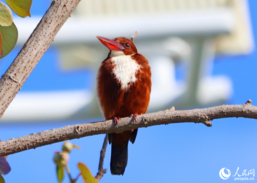 白胸翡翠在公園中享受春日暖陽。人民網(wǎng)記者 陳博攝