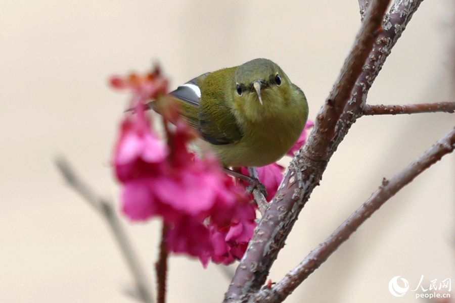 櫻花枝頭的雌性叉尾太陽鳥。人民網(wǎng)記者 陳博攝