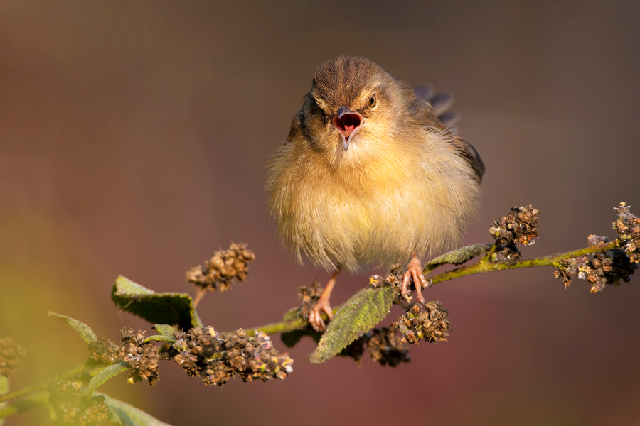 嘰喳鳴叫的純色山鷦鶯。周龍杰攝